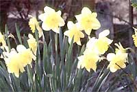 F&ecirc;te nationale des Pays de Galles